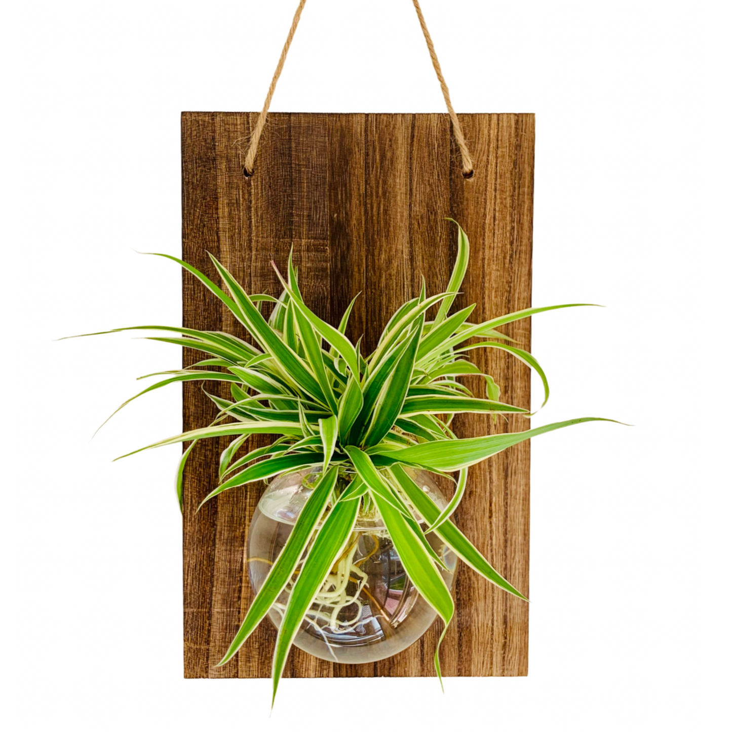 Hanging Glass Planter