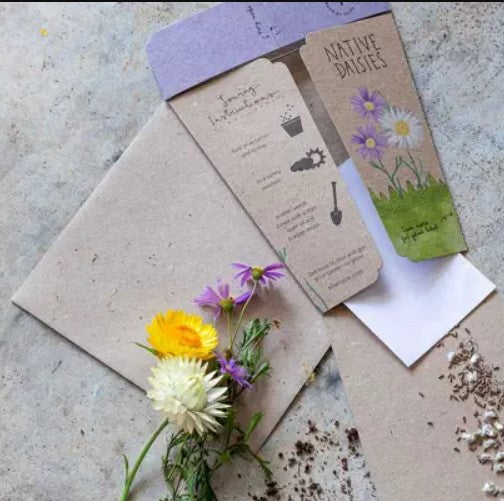 Sow N Sow Gift Of Seeds - Native Daisies